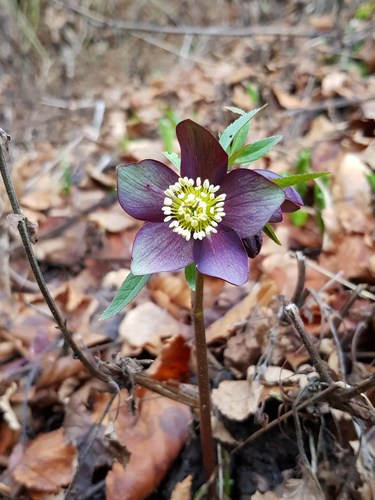 Helleborus atrorubens (dark red hellebore) (alternate view 2)