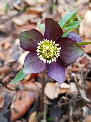 Helleborus atrorubens (dark red hellebore) (alternate view 3)