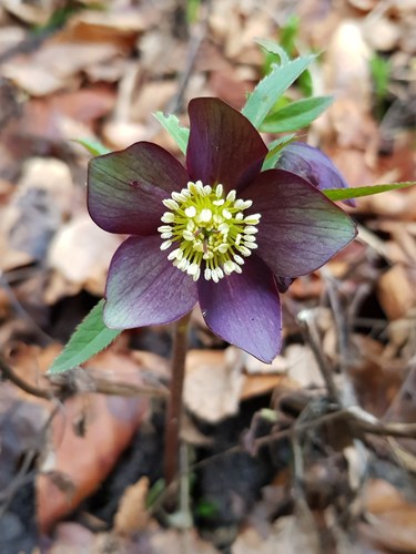 Helleborus atrorubens (dark red hellebore) (alternate view 4)