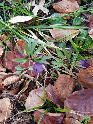 Helleborus atrorubens (dark red hellebore) (alternate view 5)