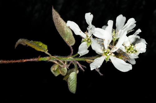 Amelanchier arborea (common serviceberry)