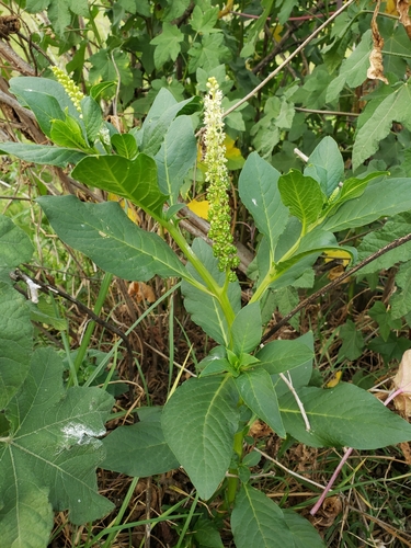Phytolacca octandra (Inkweed) (alternate view 3)