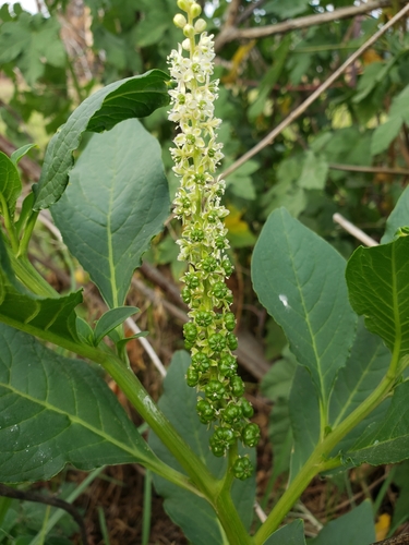 Phytolacca octandra (Inkweed) (alternate view 4)