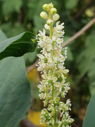 Phytolacca octandra (Inkweed) (alternate view 5)