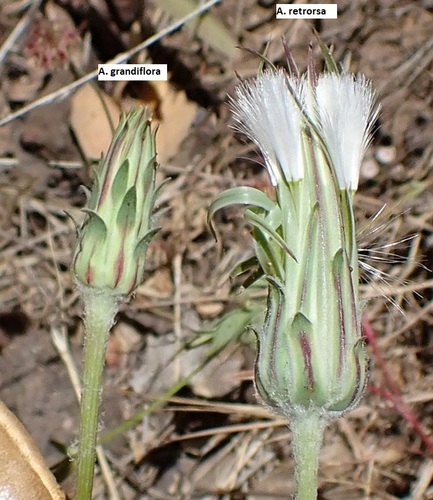 Agoseris (mountain dandelions) (alternate view 5)