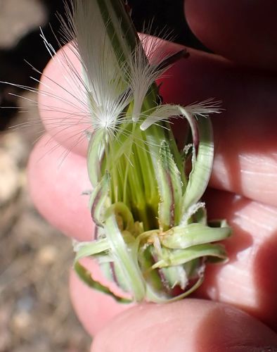 Agoseris (mountain dandelions) (alternate view 6)
