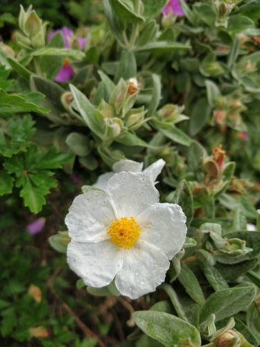 Cistus albidus (white-leaved cistus) (alternate view 2)