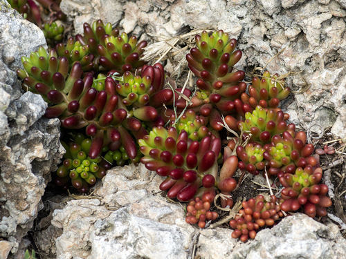 Sedum × rubrotinctum (Christmas-cheer) (alternate view 2)