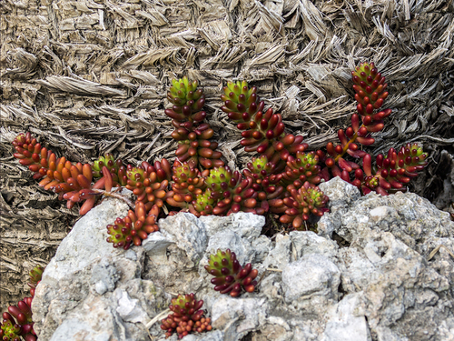 Sedum × rubrotinctum (Christmas-cheer) (alternate view 3)