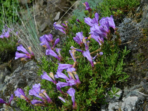Penstemon fruticosus (Shrubby Penstemon) (alternate view 3)