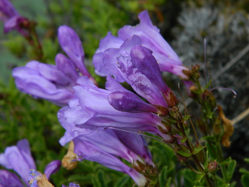 Penstemon fruticosus (Shrubby Penstemon) (alternate view 4)