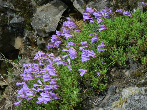 Penstemon fruticosus (Shrubby Penstemon) (alternate view 5)