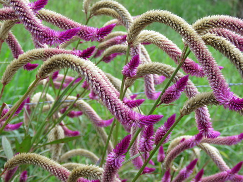 Celosia (Cockscombs) (alternate view 5)