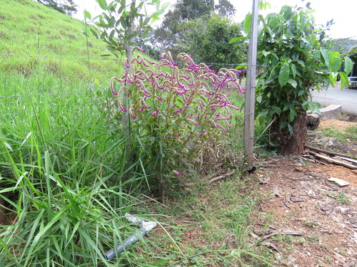 Celosia (Cockscombs) (alternate view 6)