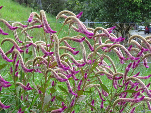 Celosia (Cockscombs) (alternate view 7)