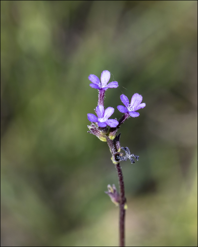 Buchnera floridana (Florida bluehearts) (alternate view 4)