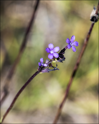 Buchnera floridana (Florida bluehearts) (alternate view 5)