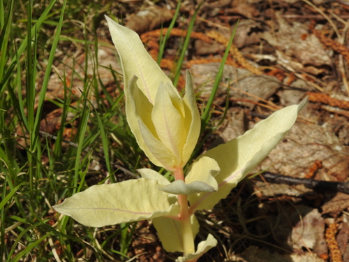 Asclepias syriaca (common milkweed)