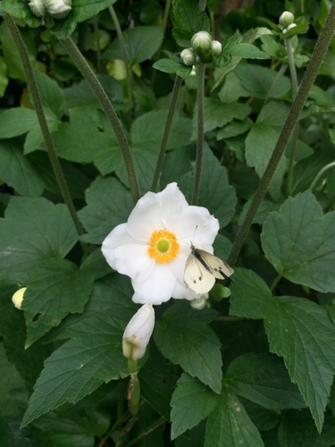 Eriocapitella × hybrida (Japanese Anemone)