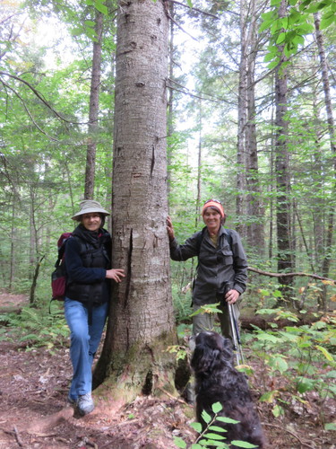 Abies balsamea (Balsam Fir)