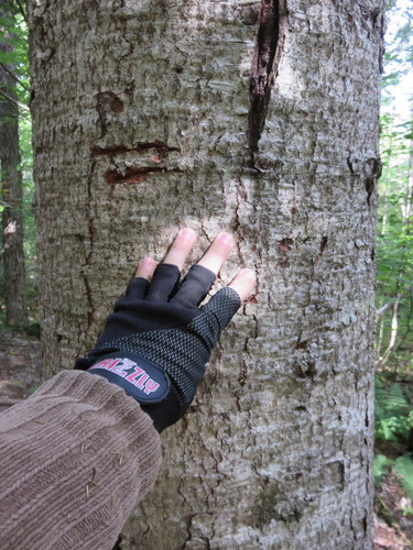 Abies balsamea (Balsam Fir)