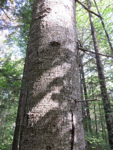 Abies balsamea (Balsam Fir)