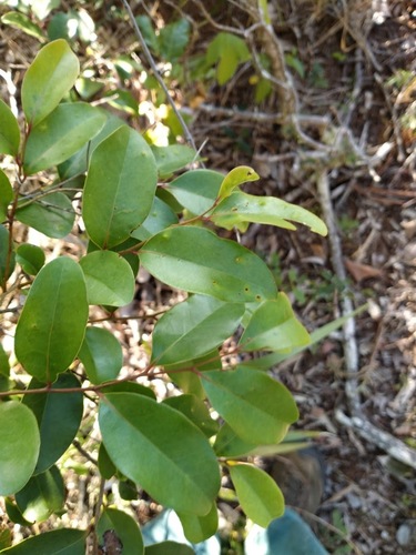 Diospyros geminata (scaly ebony) (alternate view 4)