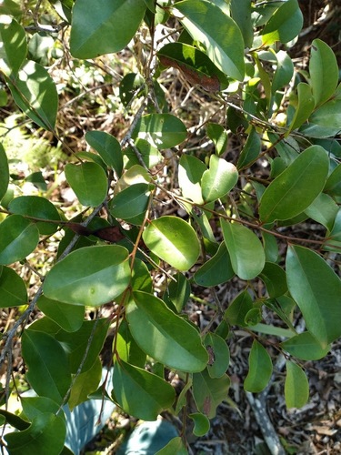 Diospyros geminata (scaly ebony) (alternate view 5)
