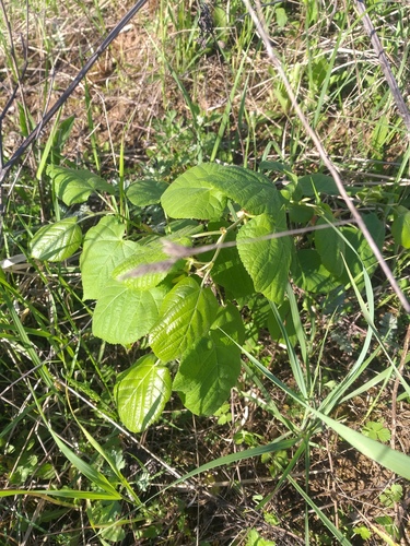Tilia platyphyllos (Bigleaf Linden)