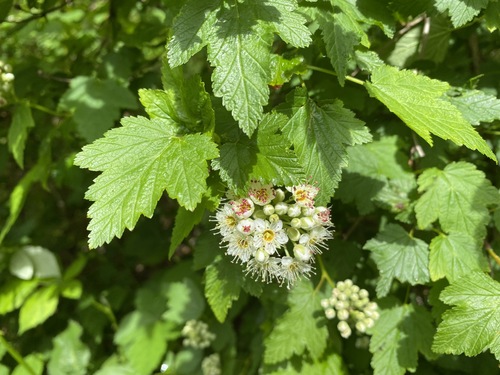 Physocarpus capitatus (Pacific ninebark) (alternate view 3)