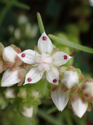 Sedum anglicum (English Stonecrop)