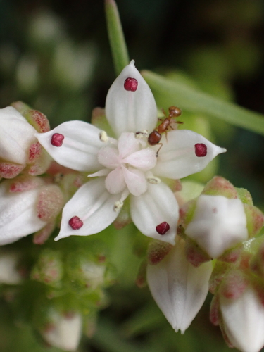 Sedum anglicum (English Stonecrop)