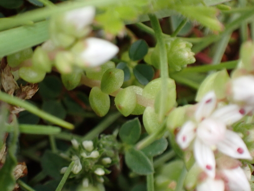 Sedum anglicum (English Stonecrop)