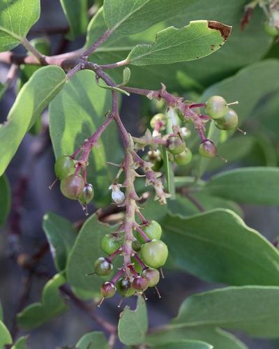 Arctostaphylos patula (greenleaf manzanita) (alternate view 3)