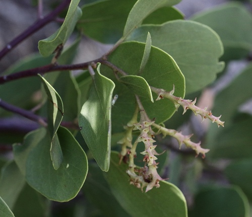 Arctostaphylos patula (greenleaf manzanita) (alternate view 2)