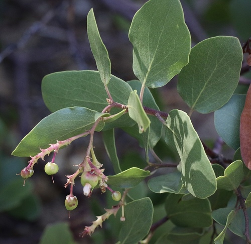 Arctostaphylos patula (greenleaf manzanita)