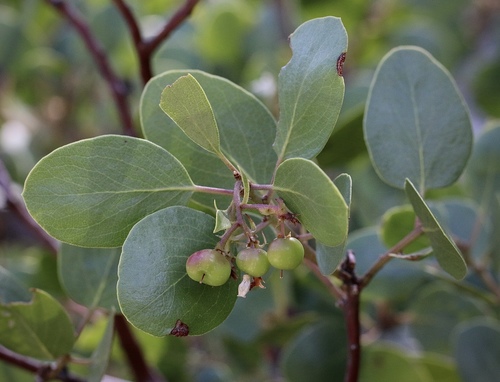 Arctostaphylos patula (greenleaf manzanita) (alternate view 4)
