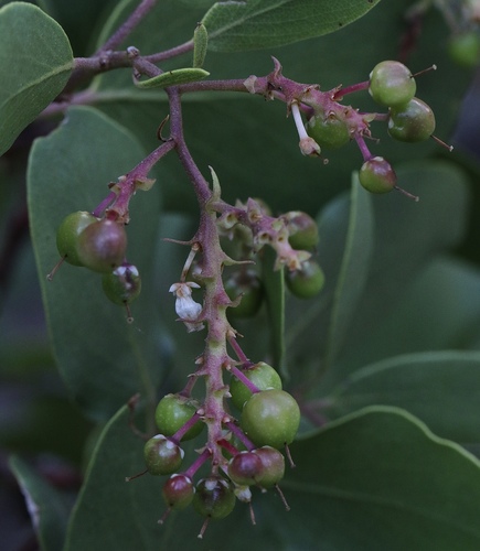 Arctostaphylos patula (greenleaf manzanita) (alternate view 5)