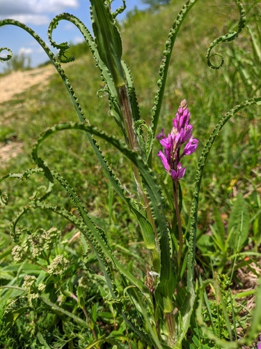 Tragopogon (Salsifies) (alternate view 4)