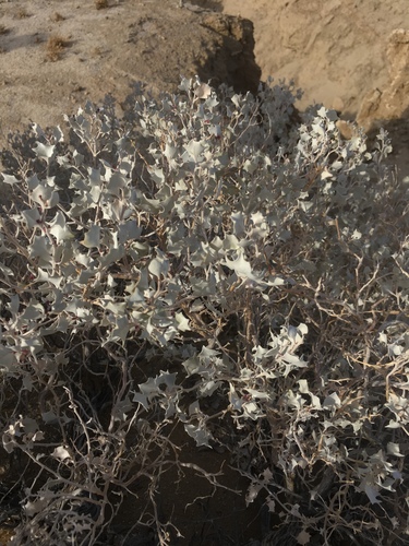 Atriplex hymenelytra (Desert Holly) (alternate view 10)