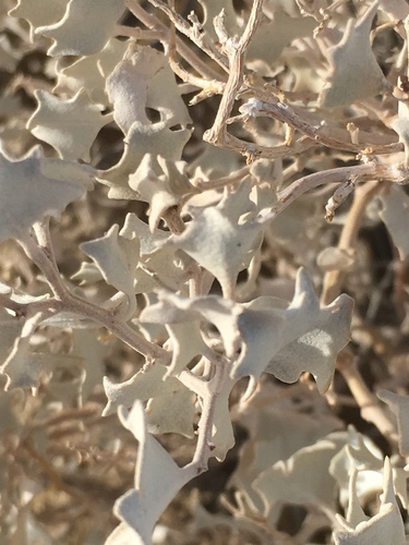 Atriplex hymenelytra (Desert Holly) (alternate view 9)