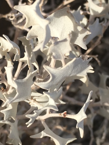 Atriplex hymenelytra (Desert Holly) (alternate view 8)