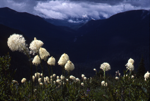 Xerophyllum tenax (Beargrass) (alternate view 4)