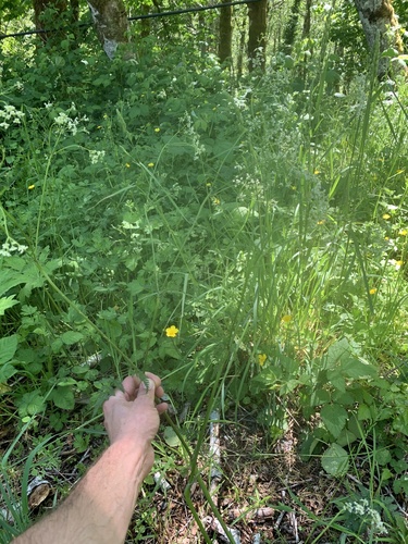 Anthriscus sylvestris (wild chervil)