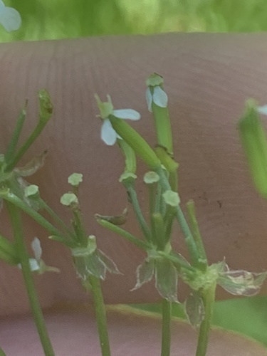 Anthriscus sylvestris (wild chervil)