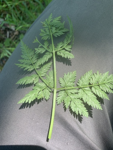 Anthriscus sylvestris (wild chervil)