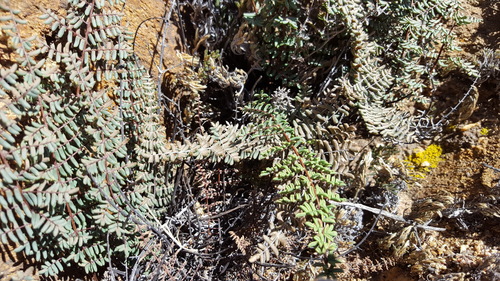 Pellaea mucronata (bird's foot cliffbrake) (alternate view 2)