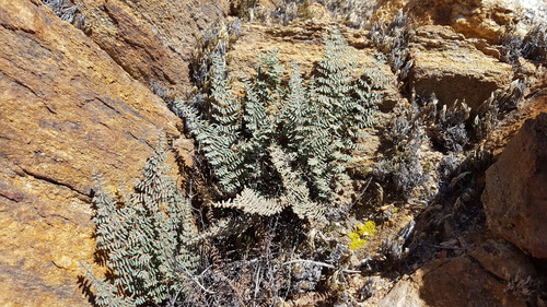 Pellaea mucronata (bird's foot cliffbrake)