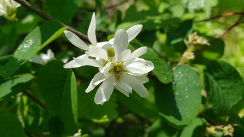 Amelanchier alnifolia (serviceberry)