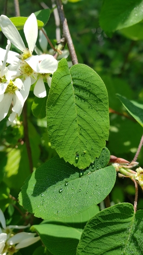 Amelanchier alnifolia (serviceberry) (alternate view 2)